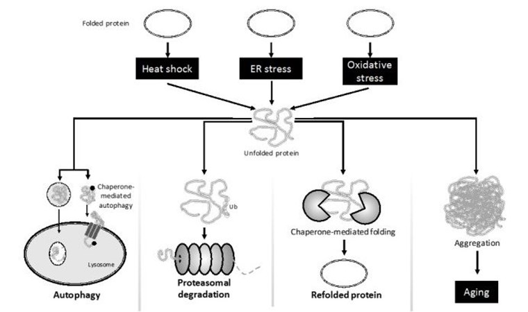 A flowchart showing four different ways that neurodegeneration can occur. Please refer to the subsequent text for details.